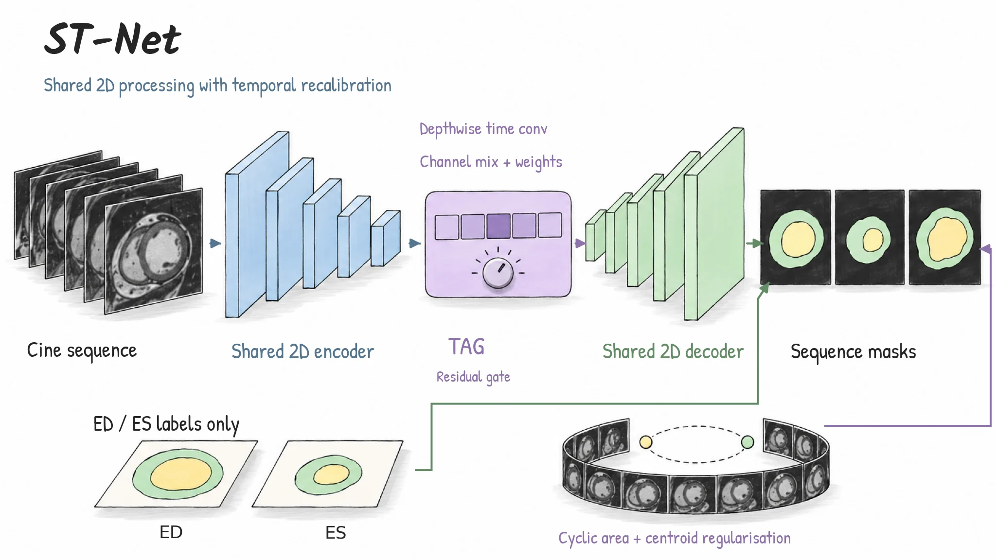 Shared 2D encoding and decoding surround the TAG bottleneck. ED/ES-only supervision and cyclic area/centroid regularisation relate segmentation to the full cine sequence.